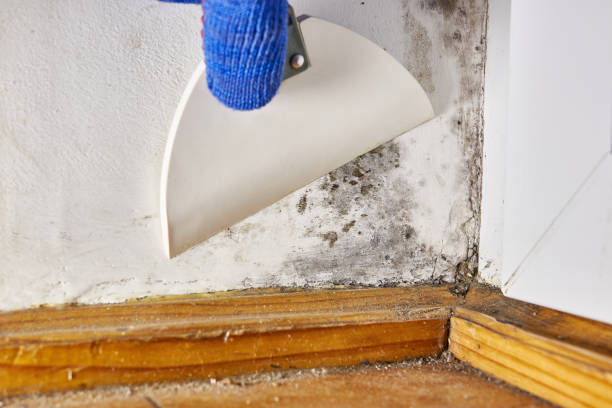 Asbestos and Lead Testing During Mold Inspection in Ellis, KS
