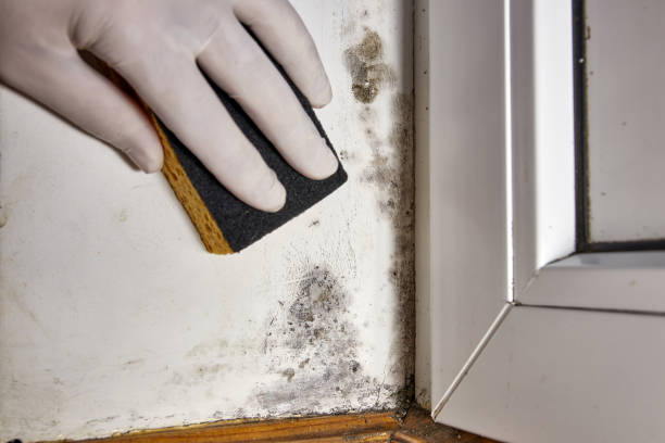 Best Mold-Related Health Consultation  in Ellis, KS