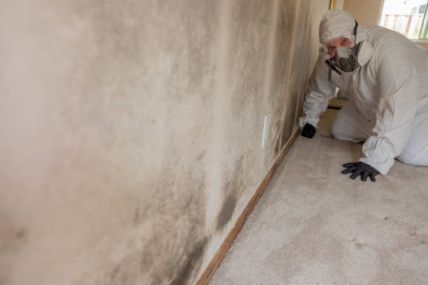 Trusted Ellis, KS Mold Removal Experts